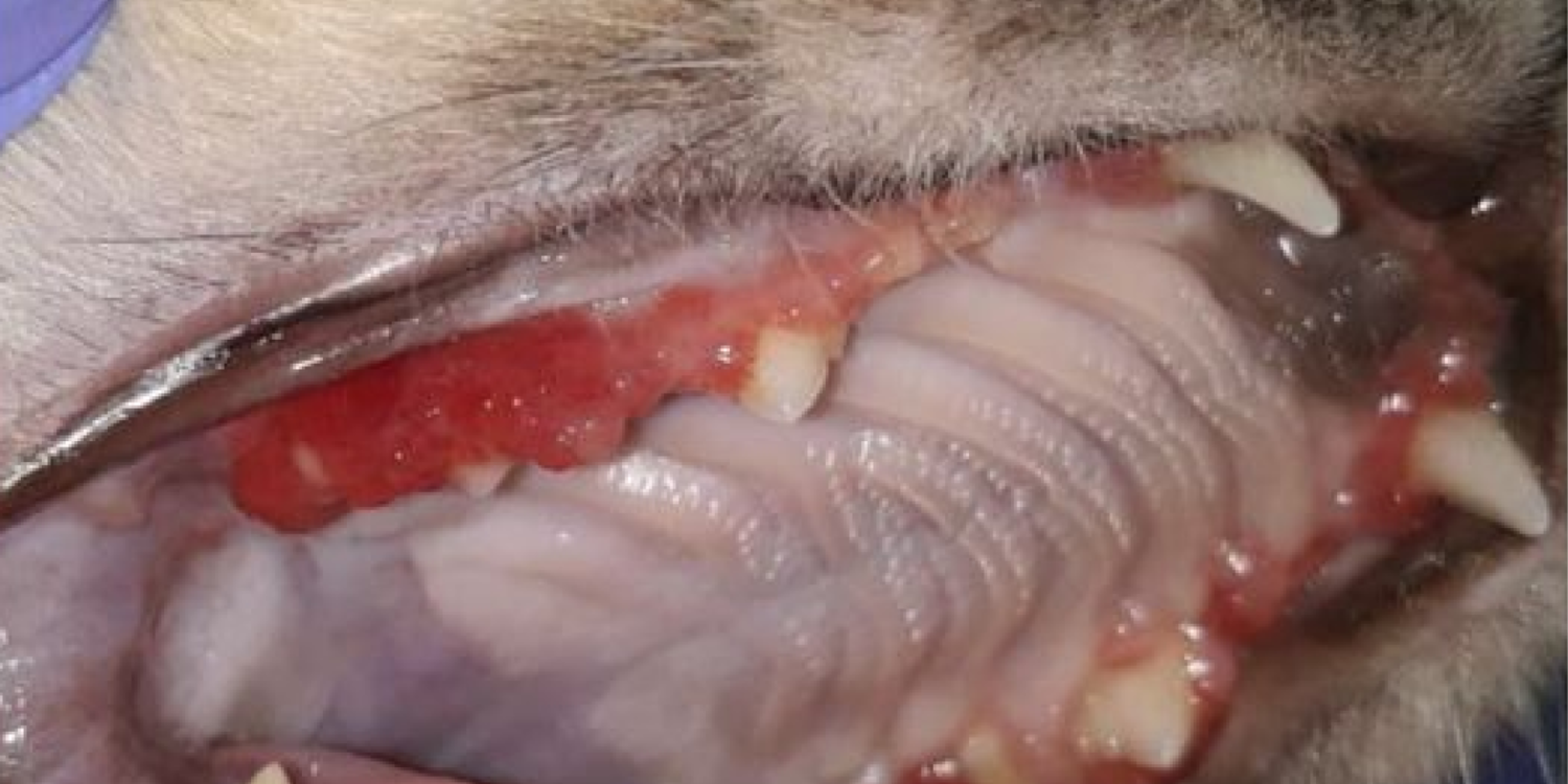 Сульфакрилат для ветеринарной стоматологии
