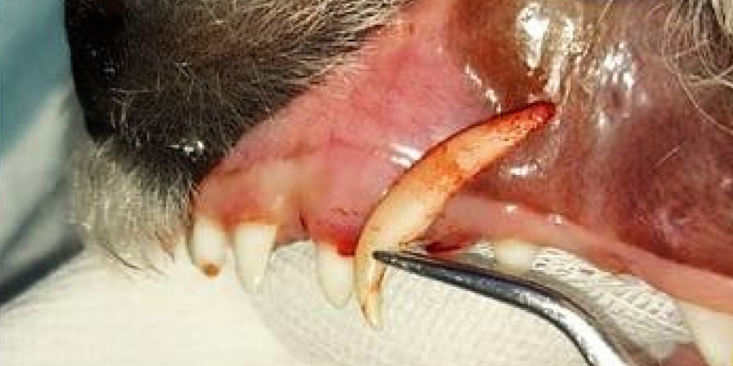 Удаление временных зубов у щенка