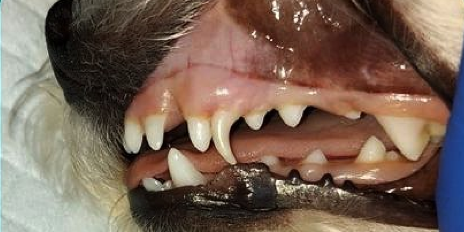 Удаление молочных зубов у щенка